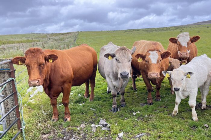 Avreise Shetland